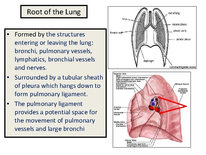 Root of the Lung • Formed by the structures entering or leaving the lung: