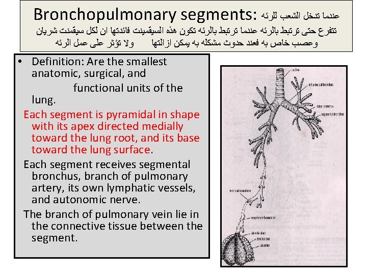 Bronchopulmonary segments: ﻋﻨﺪﻣﺎ ﺗﺪﺧﻞ ﺍﻟﺸﻌﺐ ﻟﻠﺮﺋﻪ ﺗﺘﻔﺮﻉ ﺣﺘﻰ ﺗﺮﺗﺒﻂ ﺑﺎﻟﺮﺋﻪ ﻋﻨﺪﻣﺎ ﺗﺮﺗﺒﻂ ﺑﺎﻟﺮﺋﻪ ﺗﻜﻮﻥ