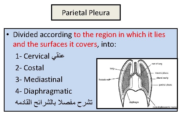 Parietal Pleura • Divided according to the region in which it lies and the
