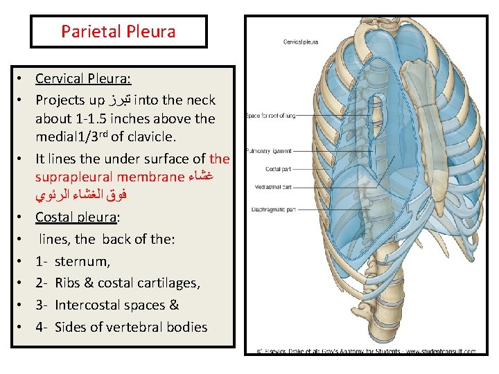 Parietal Pleura • Cervical Pleura: Pleura • Projects up ﺗﺒﺮﺯ into the neck about