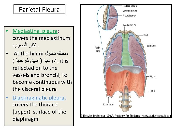 Parietal Pleura • Mediastinal pleura: pleura covers the mediastinum ﺍﻧﻈﺮ ﺍﻟﺼﻮﺭﻩ. • At the