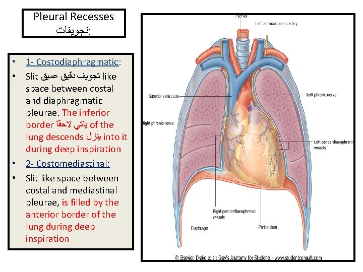 Pleural Recesses ﺗﺠﻮﻳﻔﺎﺕ : • 1 - Costodiaphragmatic: • Slit ﺗﺠﻮﻳﻒ ﺩﻗﻴﻖ ﻋﻤﻴﻖ like