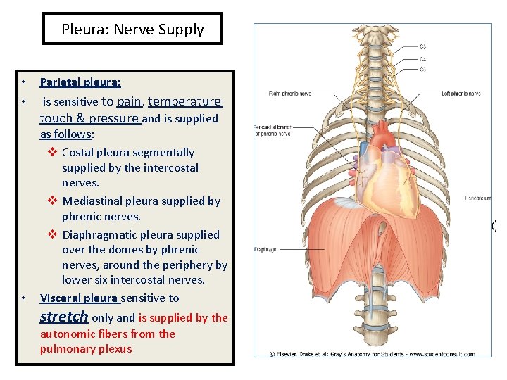 Pleura: Nerve Supply • Parietal pleura: • is sensitive to pain, temperature, touch &