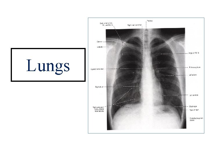 Lungs 