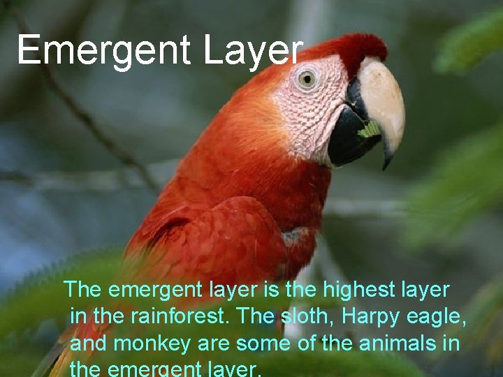 Emergent Layer The emergent layer is the highest layer in the rainforest. The sloth,