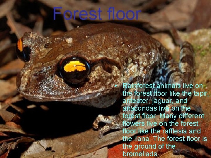 Forest floor • Rainforest animals live on the forest floor like the tapir, anteater,