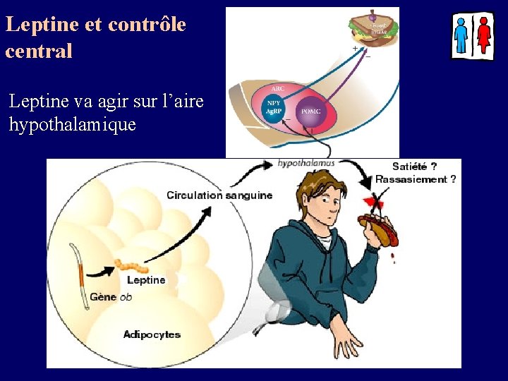 Leptine et contrôle central Leptine va agir sur l’aire hypothalamique 