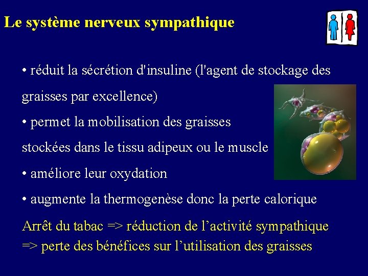 Le système nerveux sympathique • réduit la sécrétion d'insuline (l'agent de stockage des graisses