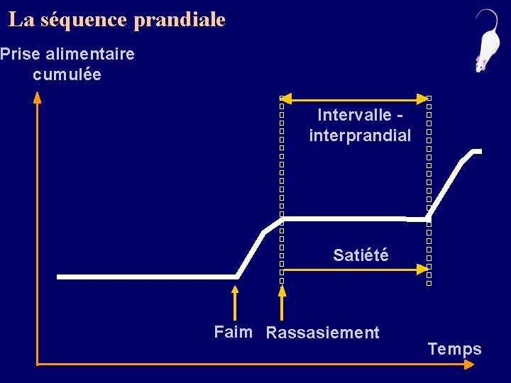 La séquence prandiale Prise alimentaire cumulée Intervalle interprandial Satiété Faim Rassasiement Temps 