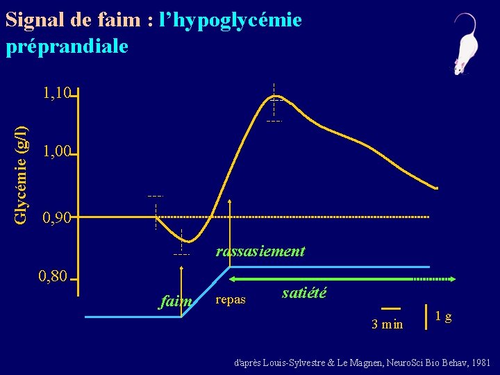 Signal de faim : l’hypoglycémie préprandiale Glycémie (g/l) 1, 10 1, 00 0, 90