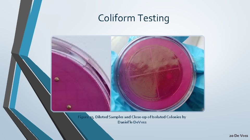 Coliform Testing Figure 15. Diluted Samples and Close-up of Isolated Colonies by Daniel’le De.