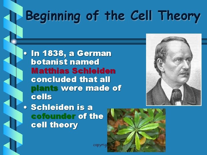 Beginning of the Cell Theory • In 1838, a German botanist named Matthias Schleiden