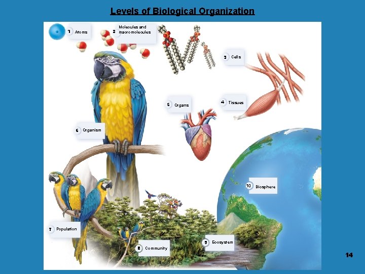 Levels of Biological Organization 1 Molecules and Atoms 2 macromolecules 3 5 4 Organs