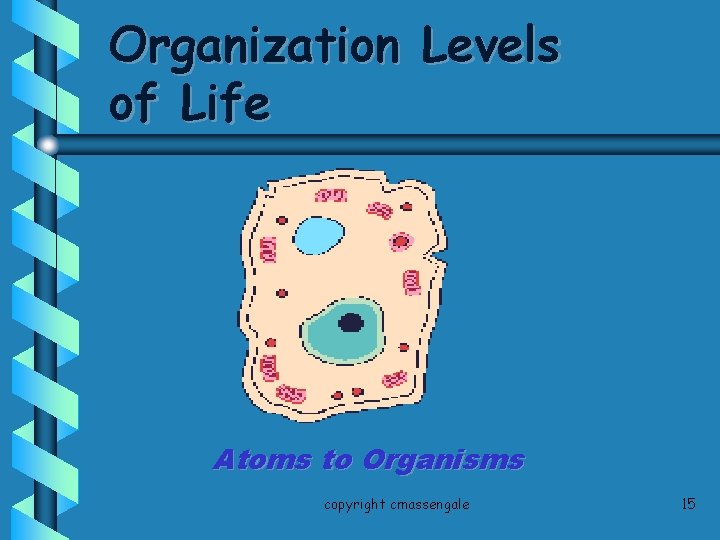 Organization Levels of Life Atoms to Organisms copyright cmassengale 15 