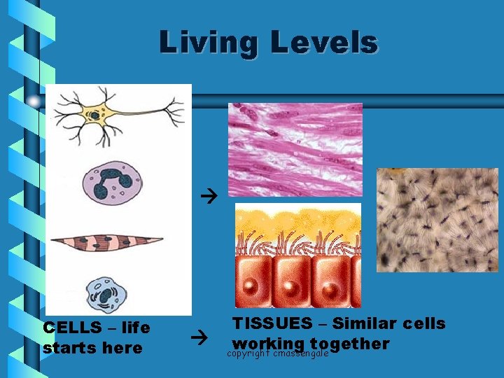 Living Levels CELLS – life starts here TISSUES – Similar cells working together copyright