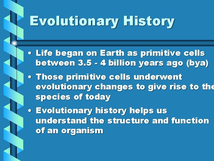 Evolutionary History • Life began on Earth as primitive cells between 3. 5 -