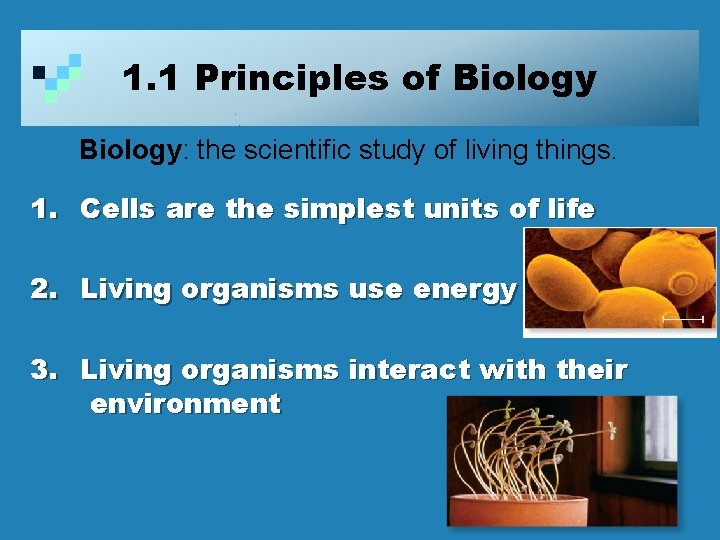 1. 1 Principles of Biology: the scientific study of living things. 1. Cells are