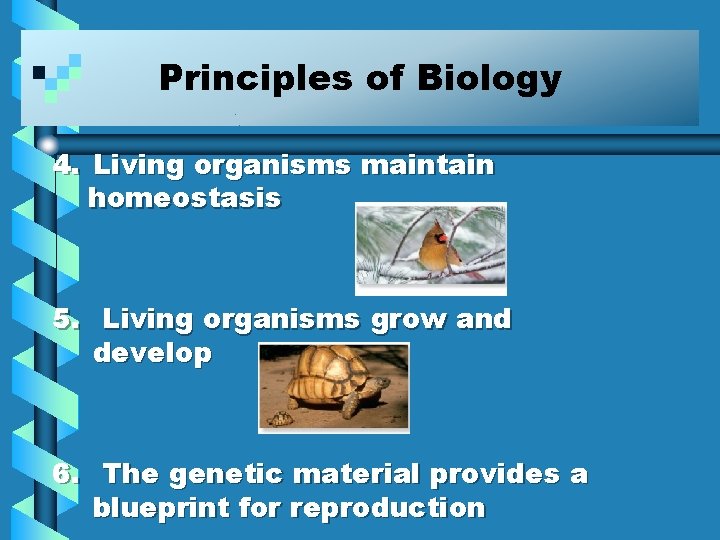 Principles of Biology 4. Living organisms maintain homeostasis 5. Living organisms grow and develop