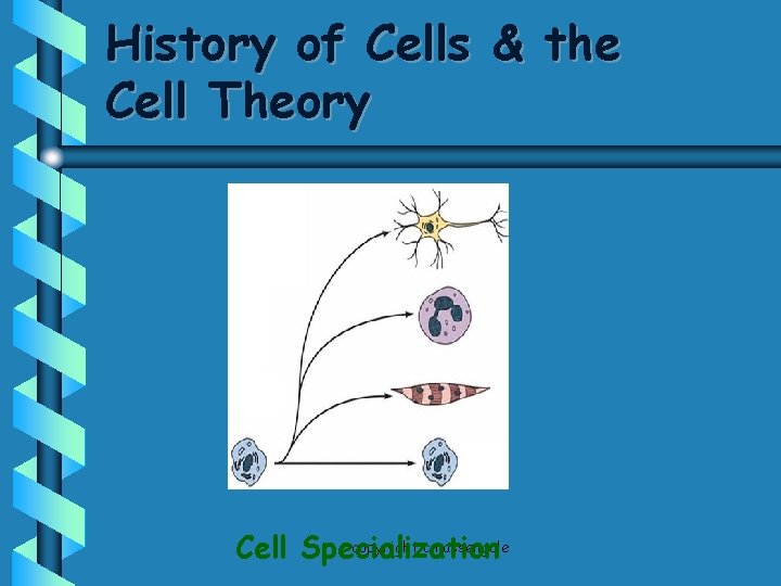 History of Cells & the Cell Theory copyright cmassengale Cell Specialization 