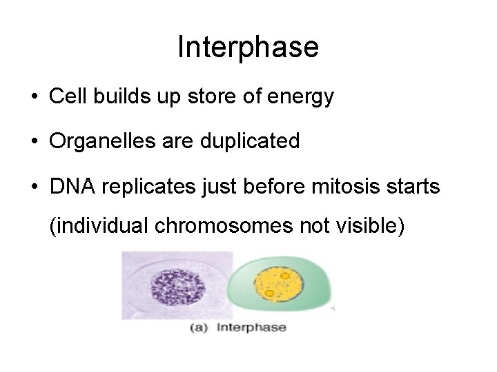 Interphase • Cell builds up store of energy • Organelles are duplicated • DNA