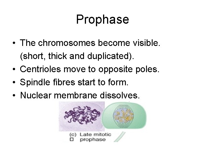 Prophase • The chromosomes become visible. (short, thick and duplicated). • Centrioles move to