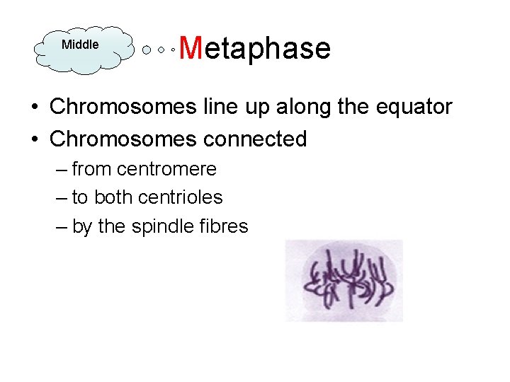 Middle Metaphase • Chromosomes line up along the equator • Chromosomes connected – from