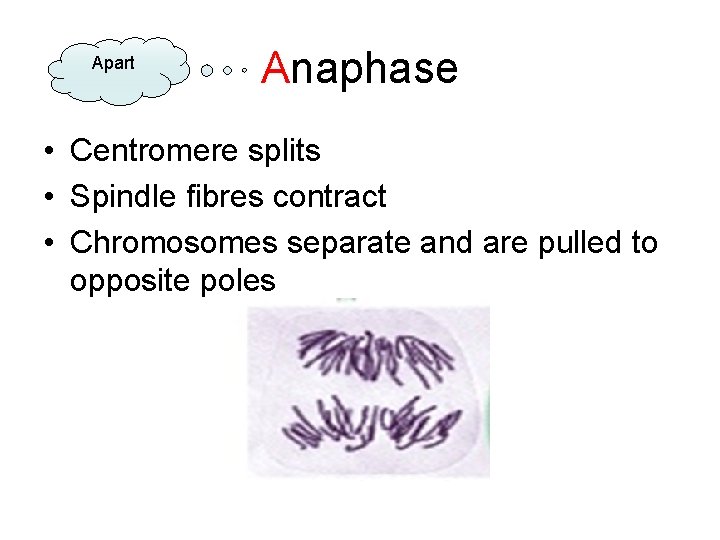 Apart Anaphase • Centromere splits • Spindle fibres contract • Chromosomes separate and are