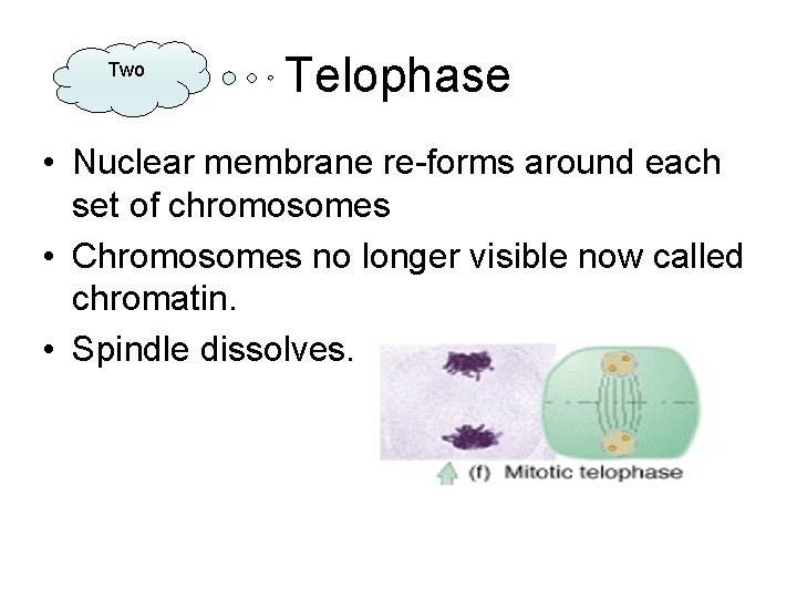 Two Telophase • Nuclear membrane re-forms around each set of chromosomes • Chromosomes no