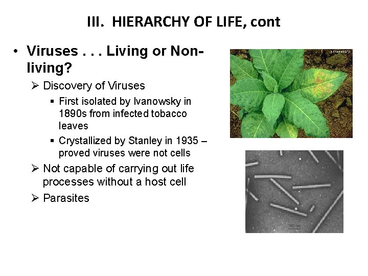 III. HIERARCHY OF LIFE, cont • Viruses. . . Living or Nonliving? Ø Discovery