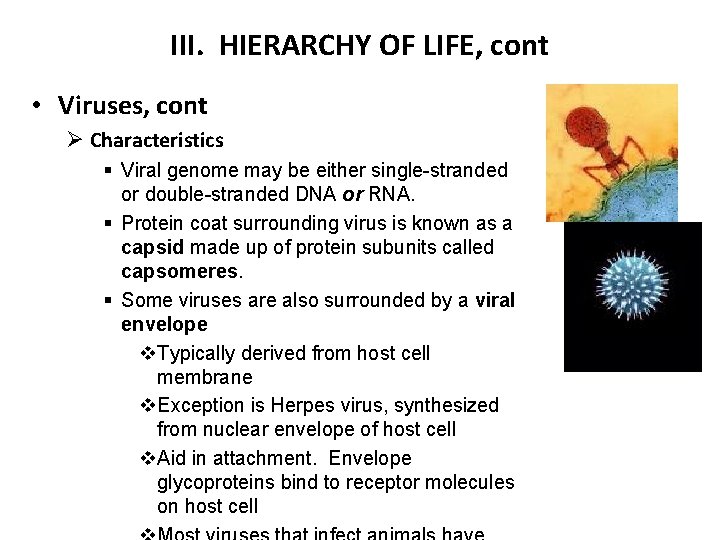 III. HIERARCHY OF LIFE, cont • Viruses, cont Ø Characteristics § Viral genome may