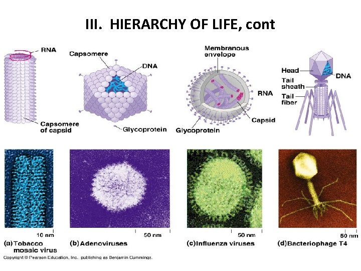 III. HIERARCHY OF LIFE, cont 