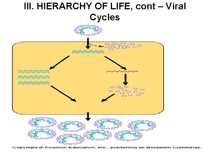 III. HIERARCHY OF LIFE, cont – Viral Cycles 