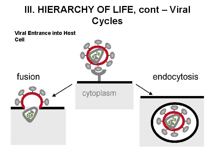 III. HIERARCHY OF LIFE, cont – Viral Cycles Viral Entrance into Host Cell 
