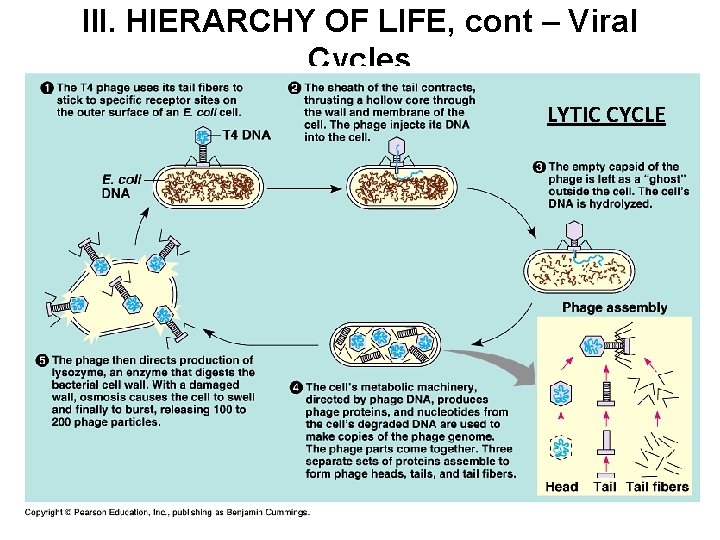 III. HIERARCHY OF LIFE, cont – Viral Cycles LYTIC CYCLE 1. Lytic Cycle –