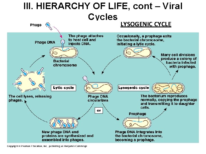 III. HIERARCHY OF LIFE, cont – Viral Cycles LYSOGENIC CYCLE 