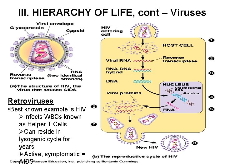 III. HIERARCHY OF LIFE, cont – Viruses Retroviruses • Best known example is HIV