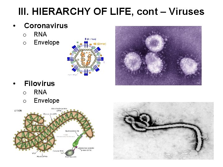 III. HIERARCHY OF LIFE, cont – Viruses • Coronavirus o o • RNA Envelope