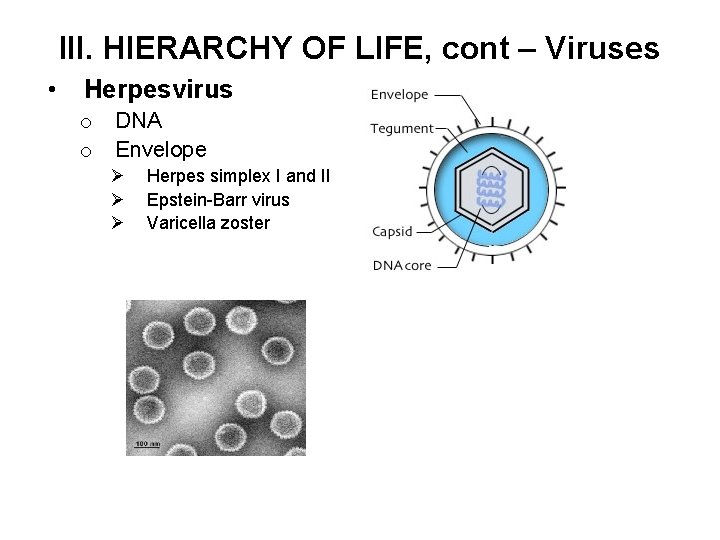 III. HIERARCHY OF LIFE, cont – Viruses • Herpesvirus o o DNA Envelope Ø