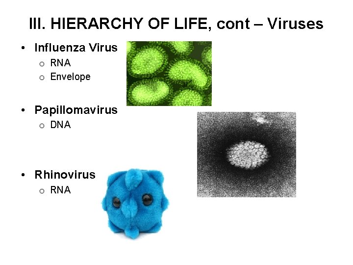 III. HIERARCHY OF LIFE, cont – Viruses • Influenza Virus o RNA o Envelope