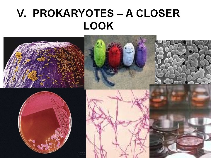 V. PROKARYOTES – A CLOSER LOOK 