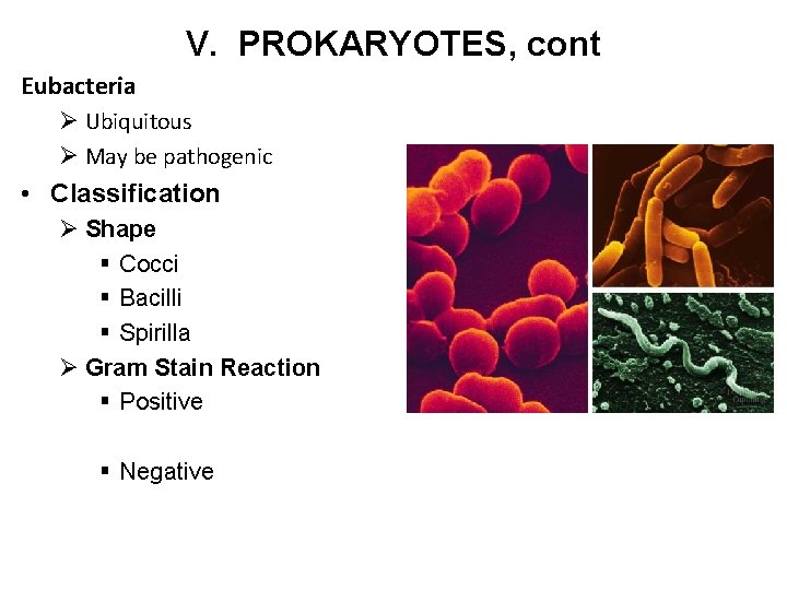 V. PROKARYOTES, cont Eubacteria Ø Ubiquitous Ø May be pathogenic • Classification Ø Shape