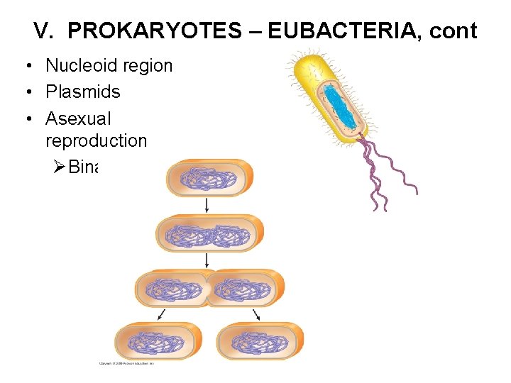 V. PROKARYOTES – EUBACTERIA, cont • Nucleoid region • Plasmids • Asexual reproduction Ø