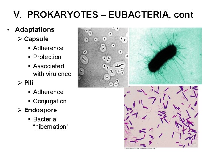 V. PROKARYOTES – EUBACTERIA, cont • Adaptations Ø Capsule § Adherence § Protection §