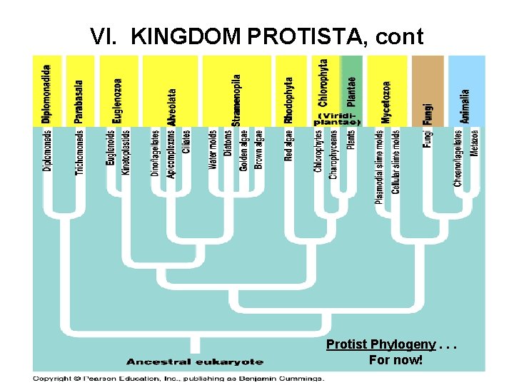 VI. KINGDOM PROTISTA, cont Protist Phylogeny. . . For now! 
