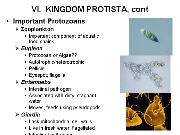 VI. KINGDOM PROTISTA, cont • Important Protozoans Ø Zooplankton § Important component of aquatic