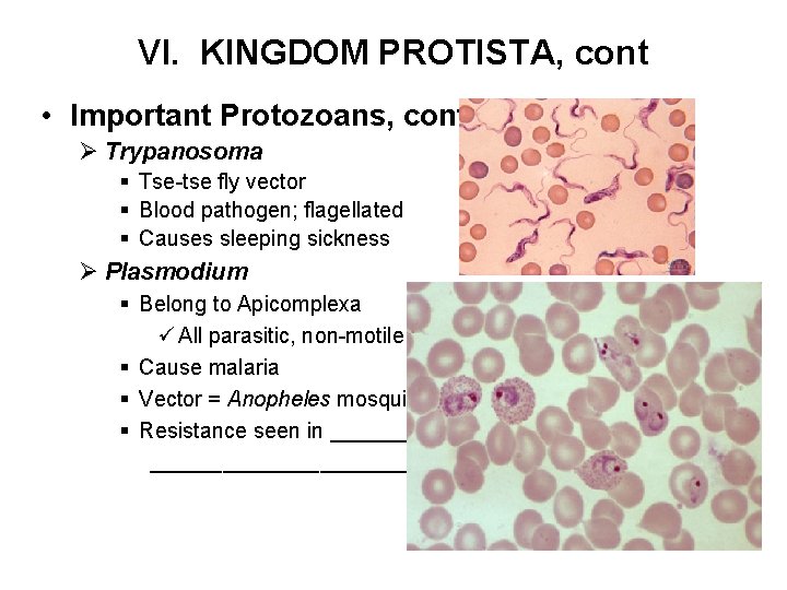 VI. KINGDOM PROTISTA, cont • Important Protozoans, cont Ø Trypanosoma § Tse-tse fly vector