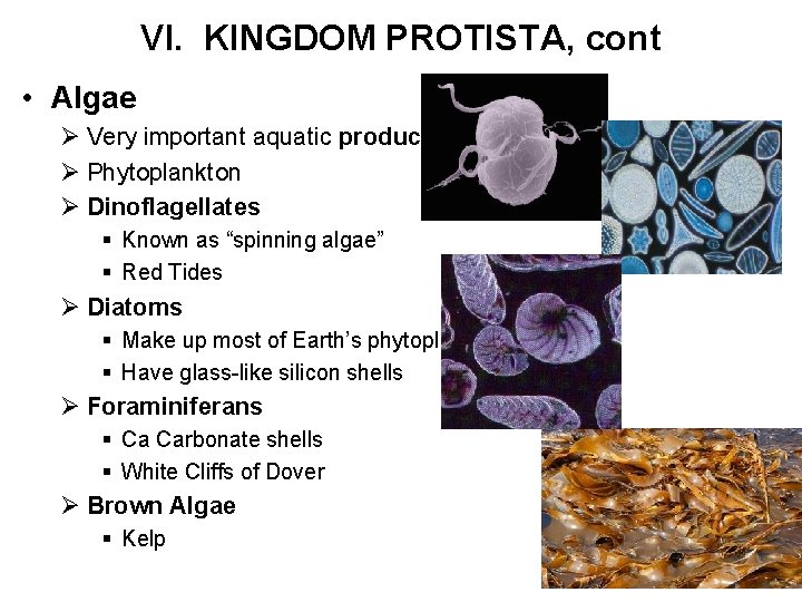 VI. KINGDOM PROTISTA, cont • Algae Ø Very important aquatic producers Ø Phytoplankton Ø