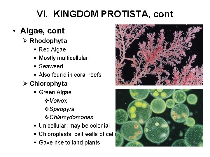 VI. KINGDOM PROTISTA, cont • Algae, cont Ø Rhodophyta § § Red Algae Mostly