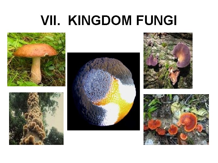 VII. KINGDOM FUNGI 