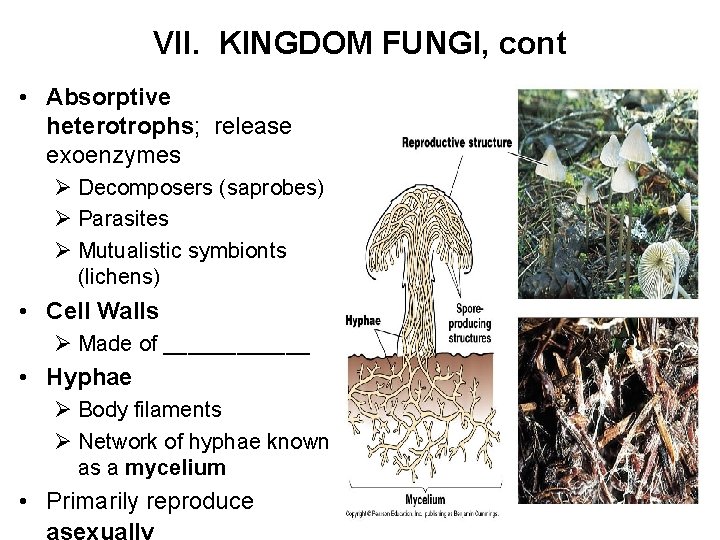 VII. KINGDOM FUNGI, cont • Absorptive heterotrophs; release exoenzymes Ø Decomposers (saprobes) Ø Parasites